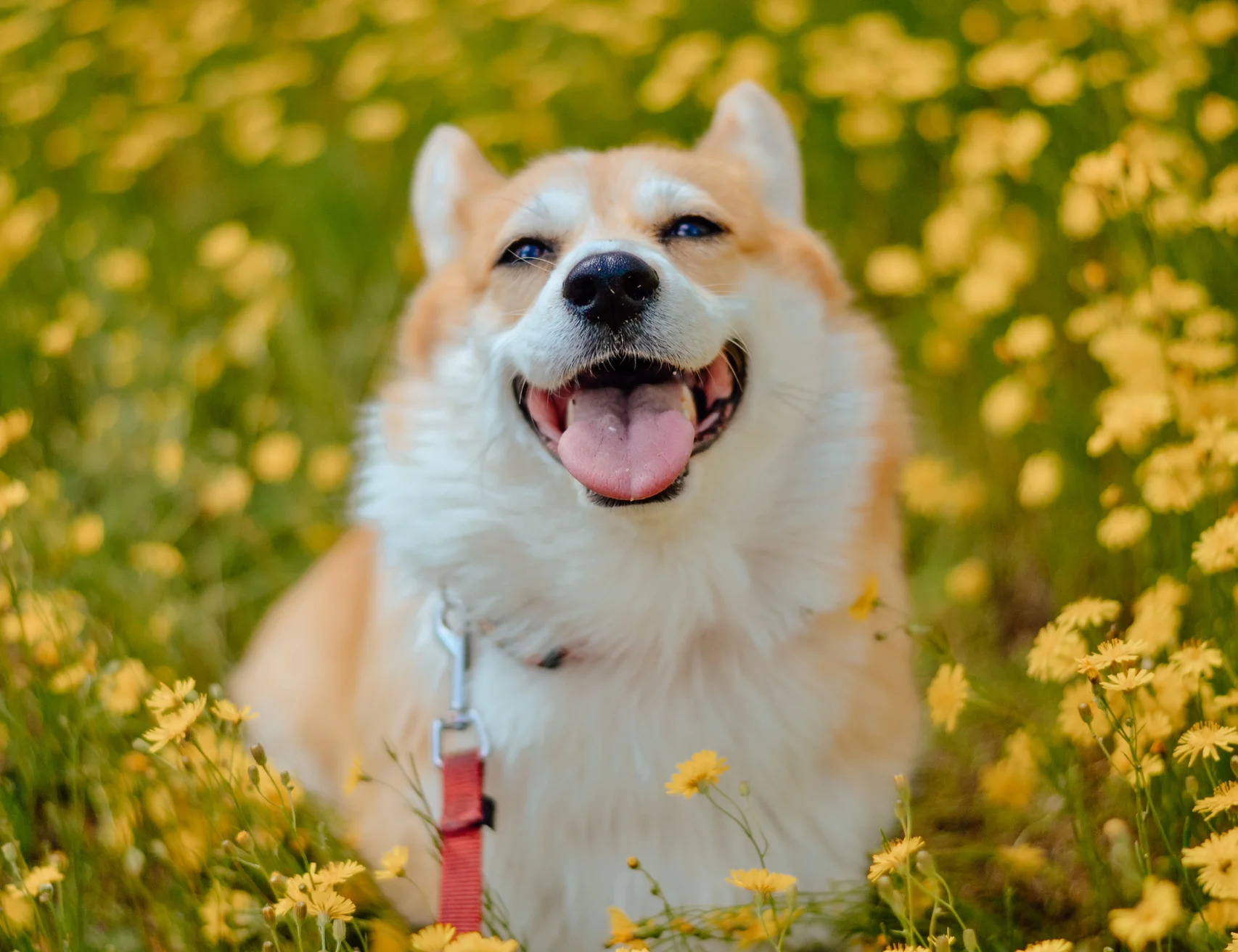 Pet-Friendly